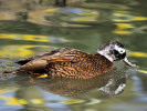 Laysan Duck (WWT Slimbridge March 2011) - pic by Nigel Key